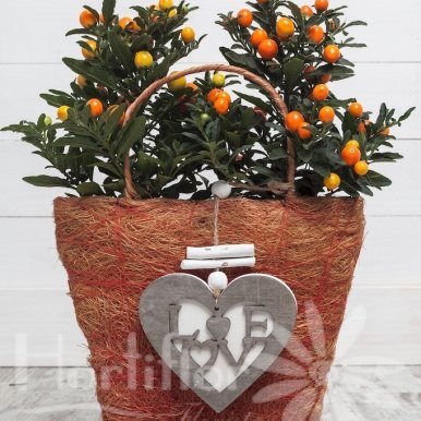 cesta naranjos  hortiflor floristas 1