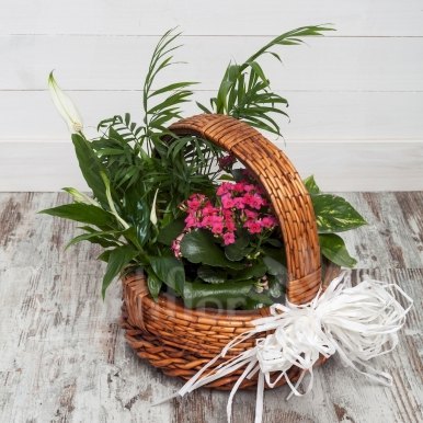 cesta plantas variada hortiflor floristas 1