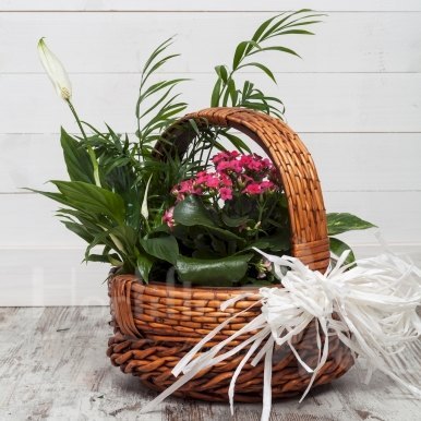 cesta plantas variadas hortiflor floristas 3