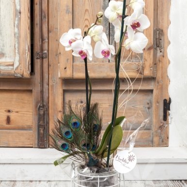 planta orquidea phalaenopsis cristal hortiflor floristas 1