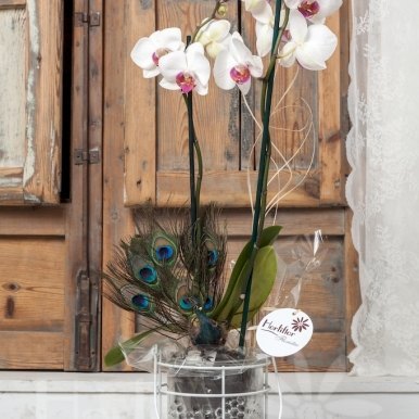planta orquidea phalaenopsis cristal hortiflor floristas 2