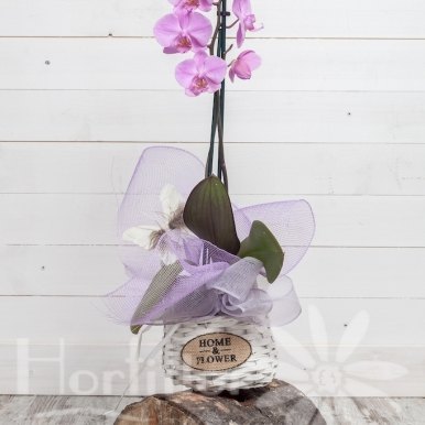 planta orquidea phalaenopsis lila hortiflor floristas 1