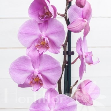 planta orquidea phalaenopsis lila hortiflor floristas 2