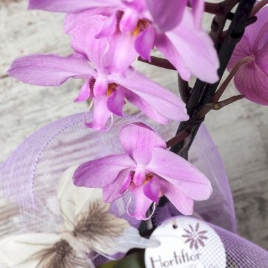 planta orquidea phalaenopsis lila hortiflor floristas 3