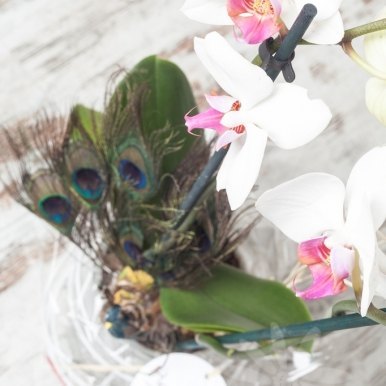 planta orquideas phalaenopsis cristal hortiflor floristas 3