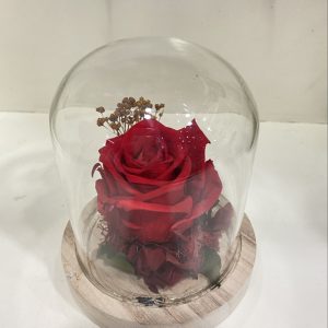 urna rosas