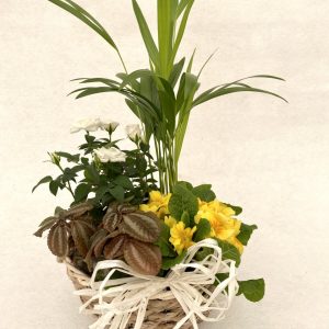centros de plantas cestas de plantas regalar