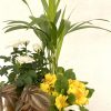 cesta de mimbre con plantas variadas